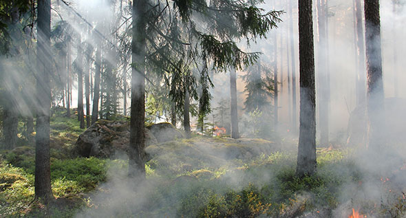 Prevenção de incêndios florestais