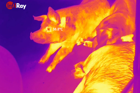 O surto de peste suína africana? Câmeras térmicas InfiRay ajudam a criar agricultura inteligente