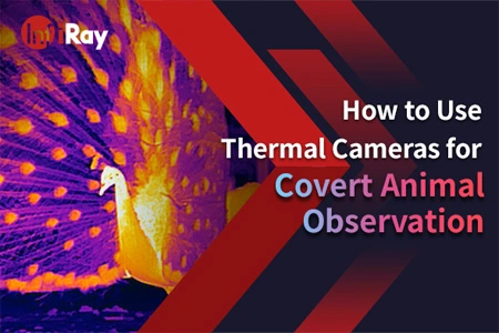 Como usar câmeras térmicas para observação secreta de animais