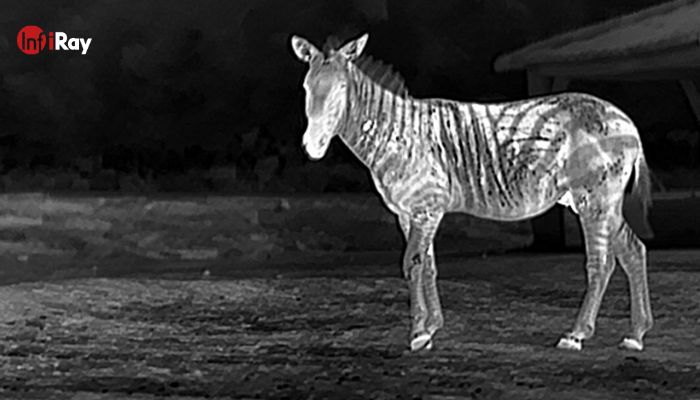 ThAs listras da zebra são todas mostradas na visão térmica 